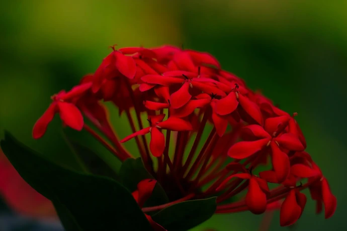 Flower Artwork